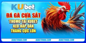 Đá gà cựa sắt Thomo tại Kubet - Kèo hấp dẫn, thắng cực lớn