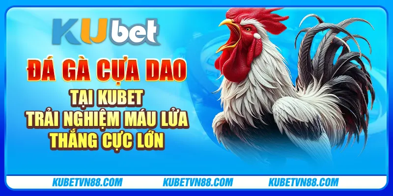 Đá gà cựa dao tại Kubet - Trải nghiệm máu lửa, thắng cực lớn